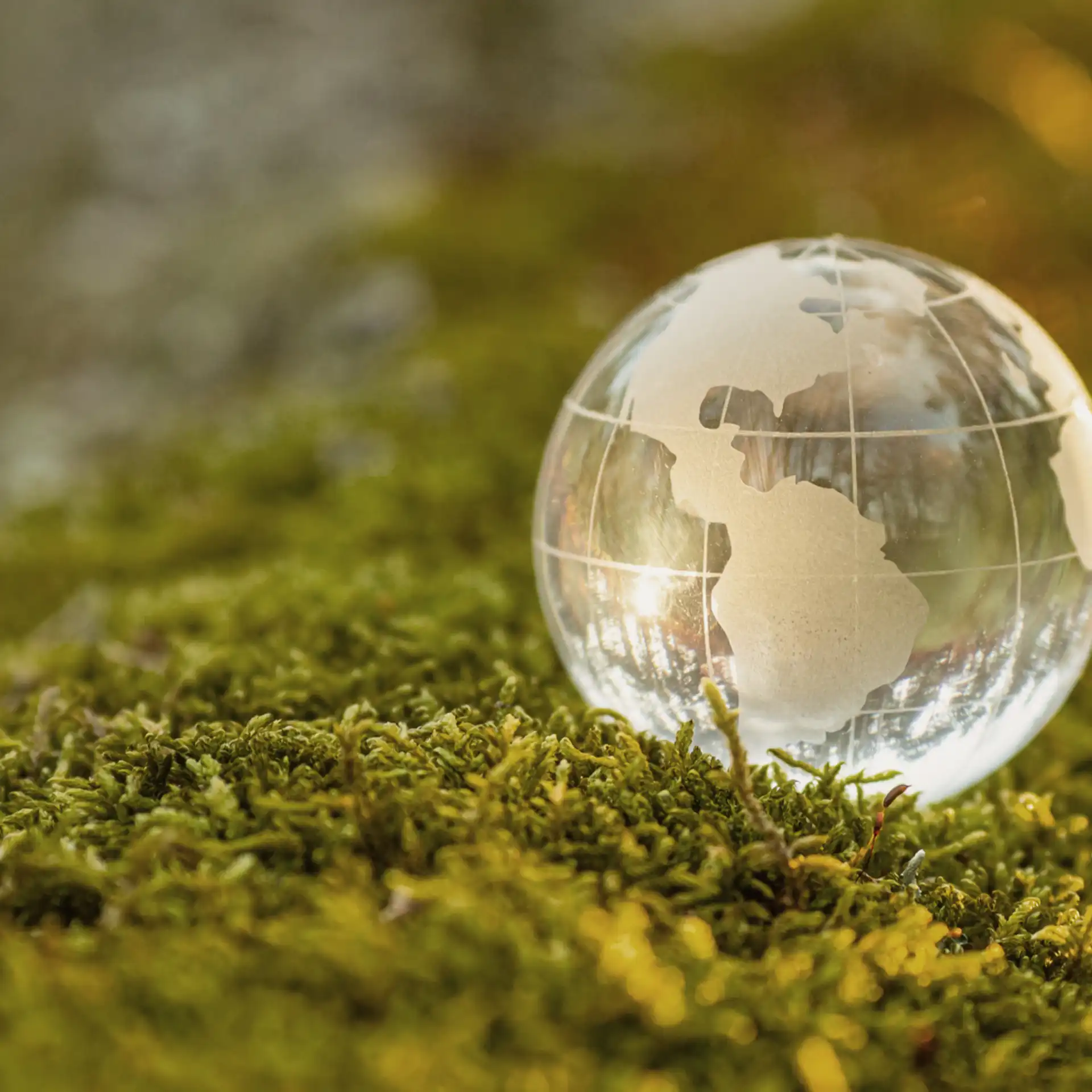 Glasglobus auf Moss gebettet